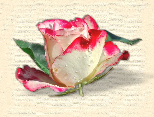 jb_variegatedrose_image.jpg